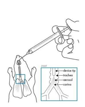 小鼠肺部给药,小鼠气管给药装置_报价/价格, 小鼠呼吸道给药装置,玉研仪器,大鼠肺部给药,小鼠肺部给药,性能参数,图片_生物器材网